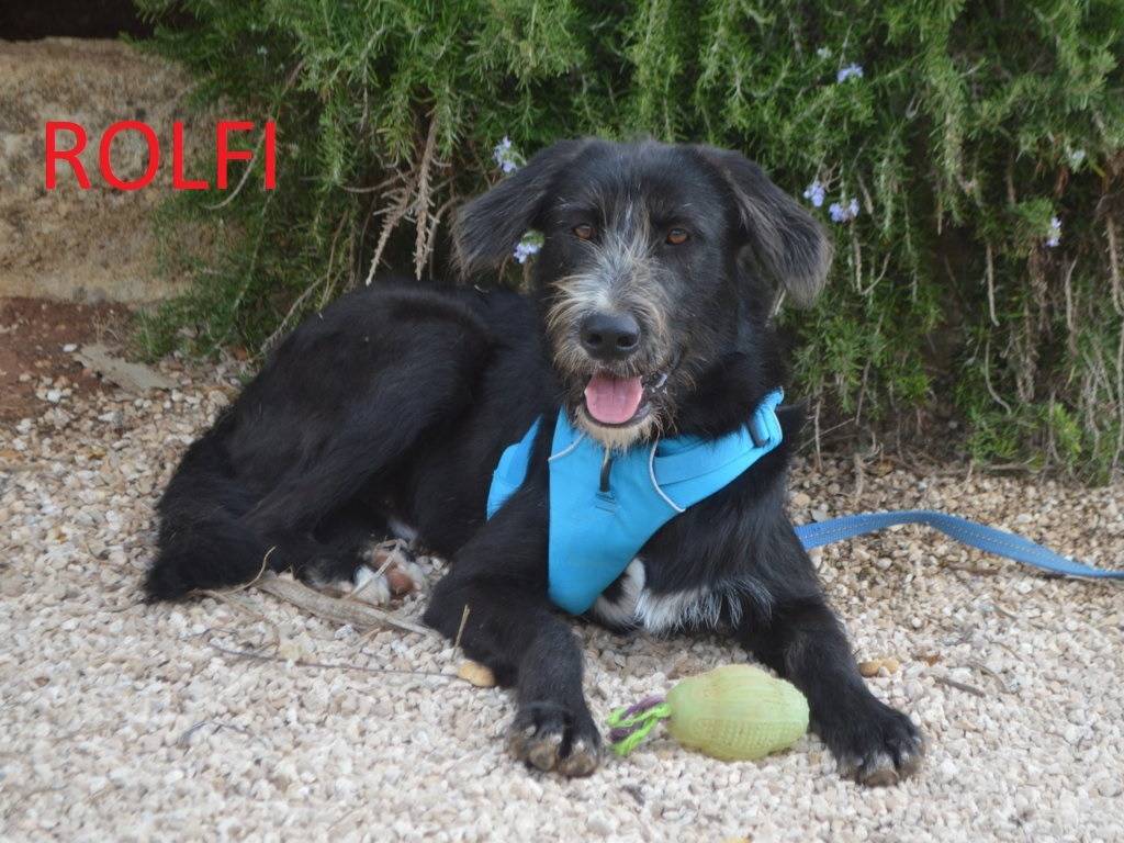 Adotta un cane, maschio, 1 anno e 5 mesi, Lecce