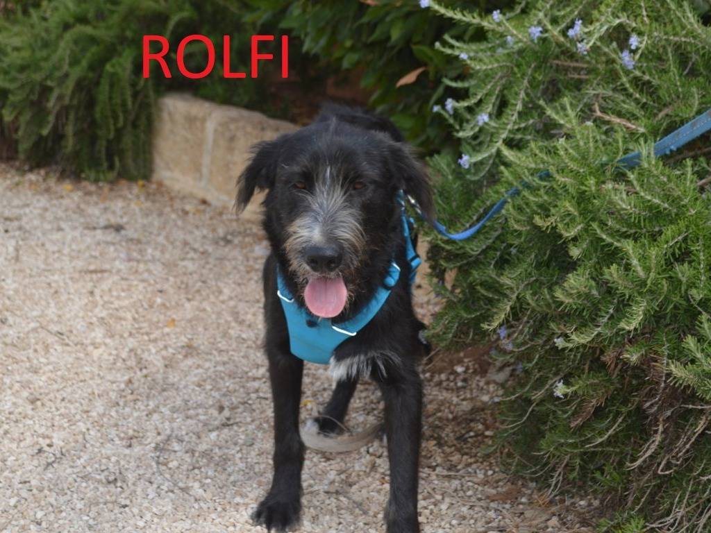 Adotta un cane, taglia media, maschio, Lecce