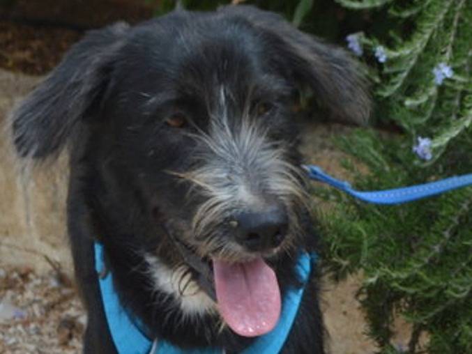 Vuoi adottare un cane a Lecce?