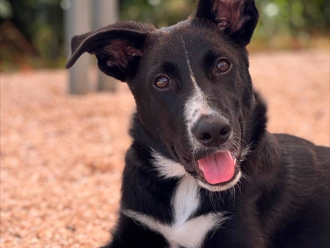 Adozione cane, femmina, Razza sconosciuta Razza sconosciuta, 5 mesi, taglia grande, Lecce