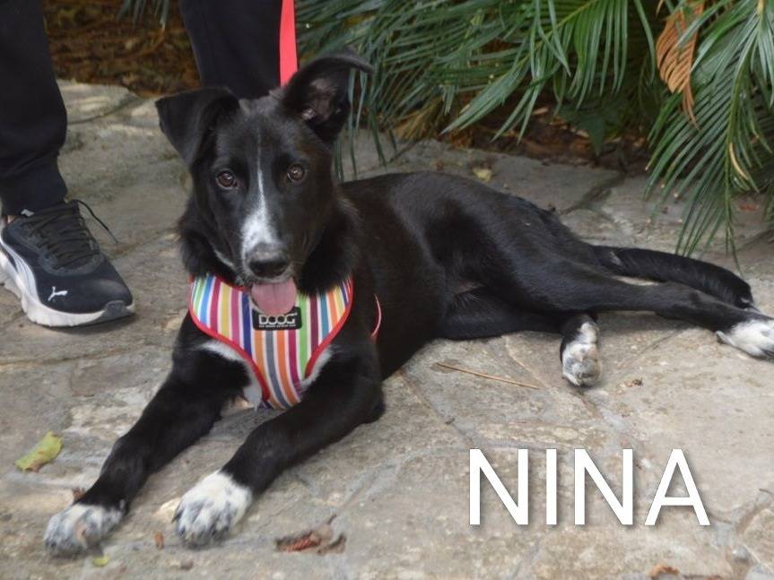 Adotta un cane, femmina, 5 mesi, Lecce