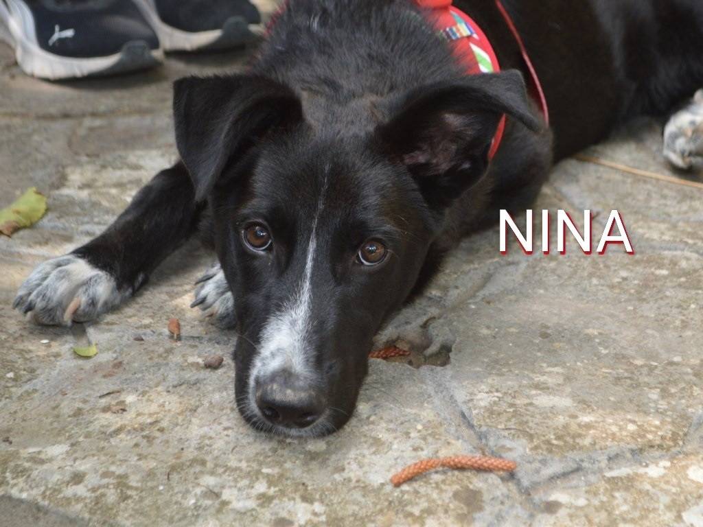 Adotta un cane, taglia grande, femmina, Lecce