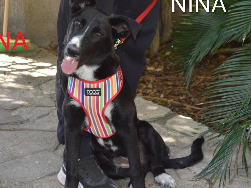 Vuoi adottare un cane a Lecce?