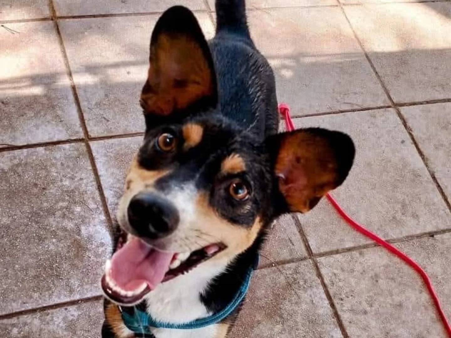 Adozione cane, maschio, Razza sconosciuta Razza sconosciuta, 2 anni e 2 mesi, taglia media contenuta, Lecce