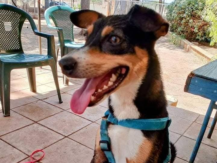 Adotta un cane, maschio, 2 anni e 2 mesi, Lecce