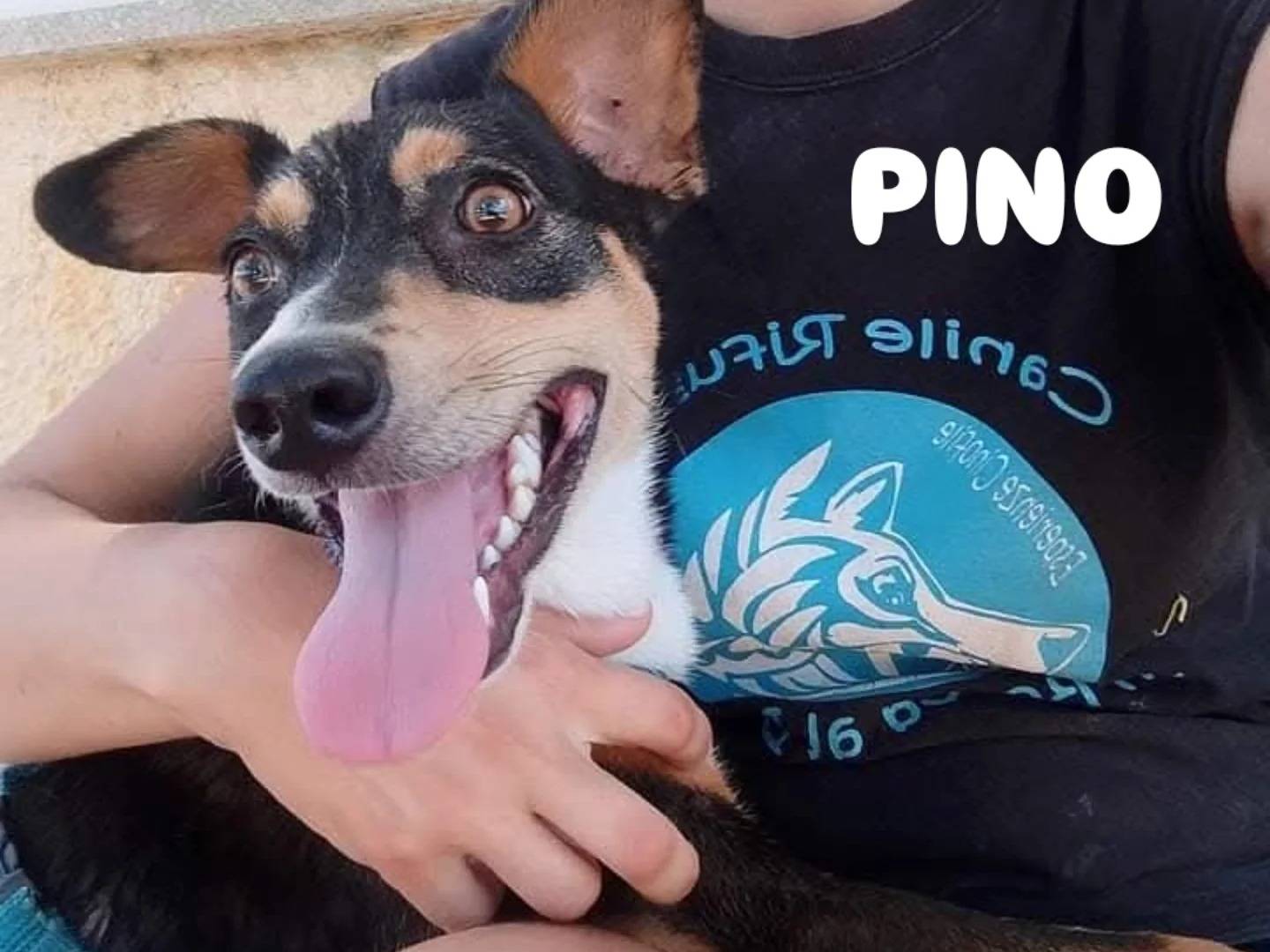 Adotta un cane, taglia media contenuta, maschio, Lecce