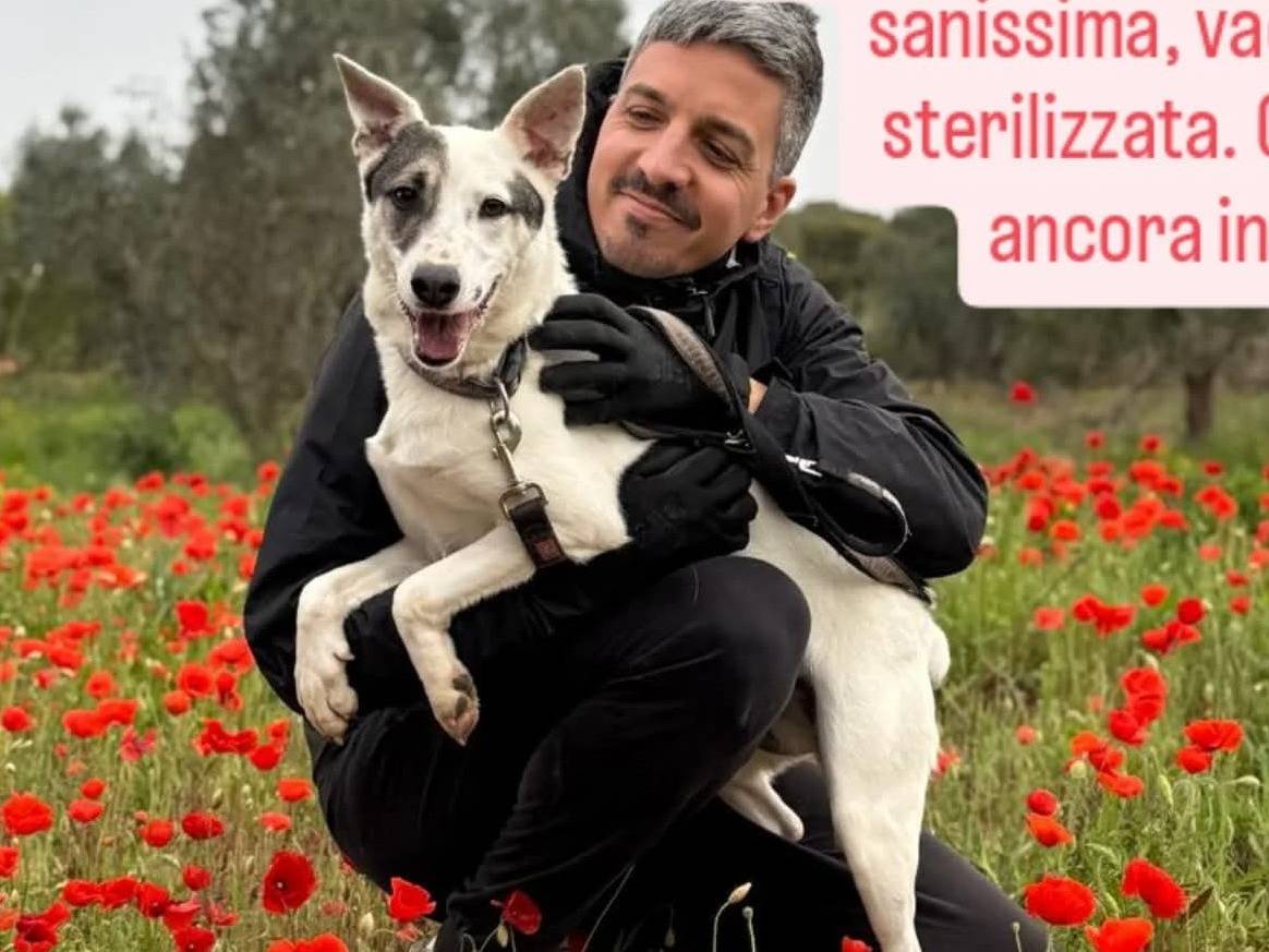 Adozione cane, femmina, Razza sconosciuta Razza sconosciuta, 2 anni e 1 mese, taglia media contenuta, Lecce