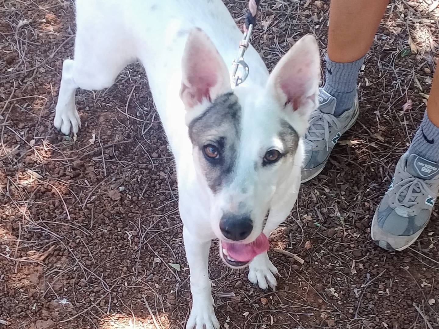 Adotta un cane, taglia media contenuta, femmina, Lecce