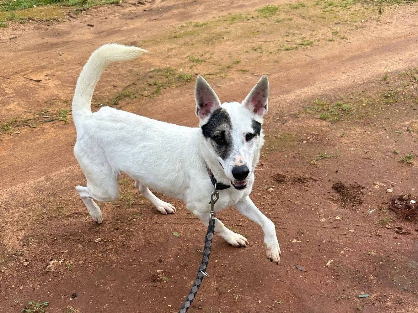 Vuoi adottare un cane a Lecce?