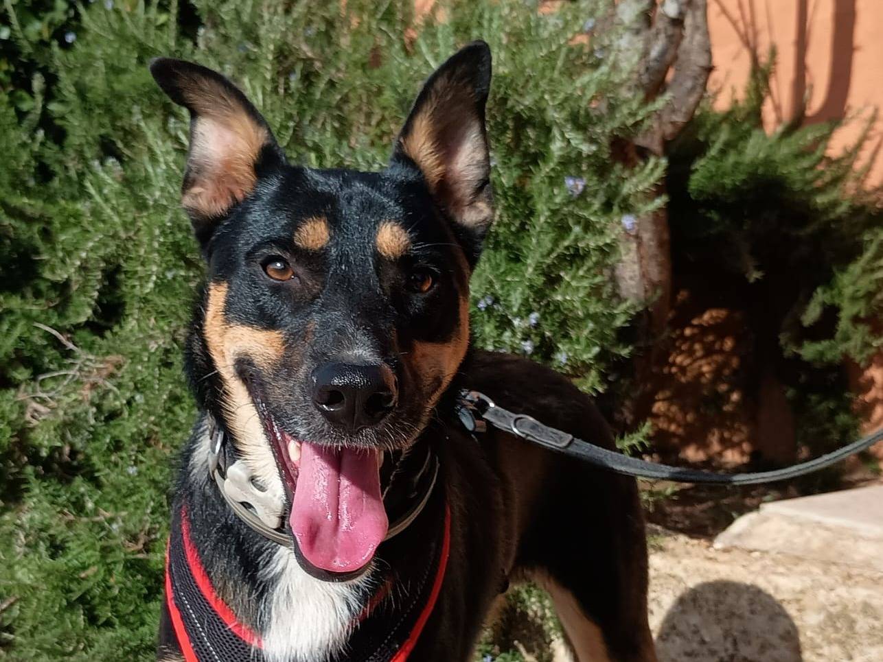 Adozione cane, maschio, Razza sconosciuta Razza sconosciuta, 2 anni e 4 mesi, taglia media, Lecce