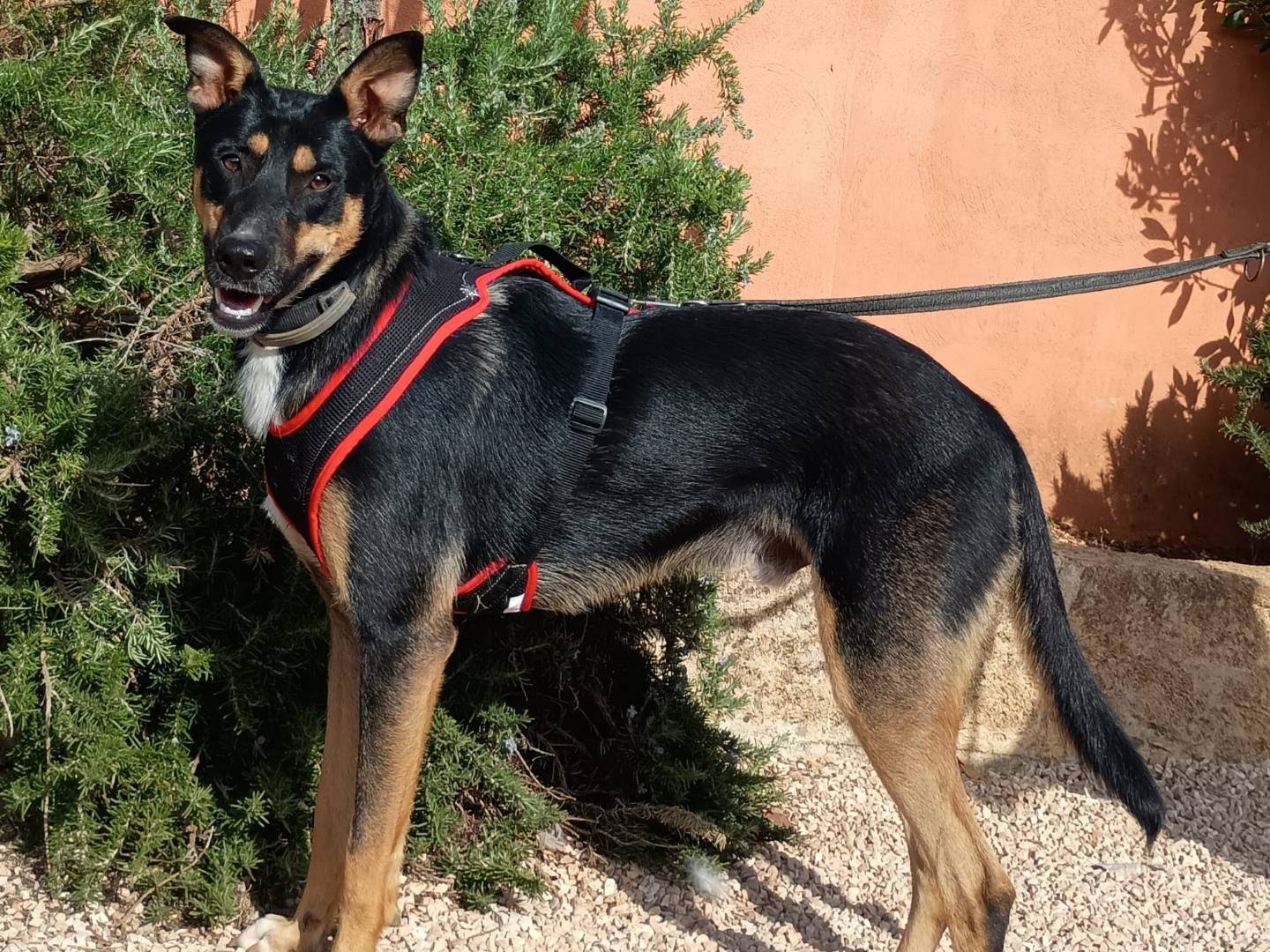 Adotta un cane, maschio, 2 anni e 4 mesi, Lecce