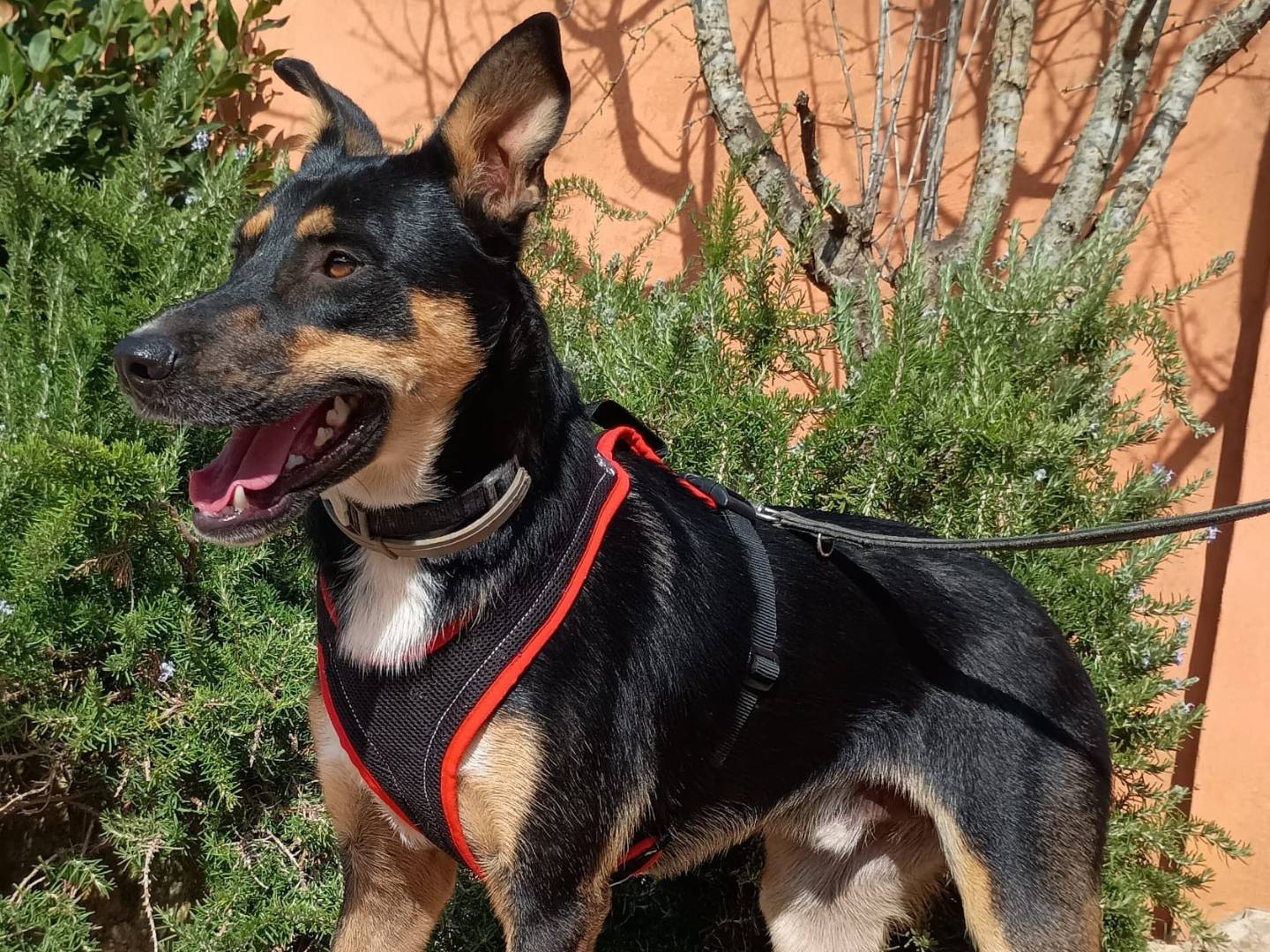 Adotta un cane, taglia media, maschio, Lecce