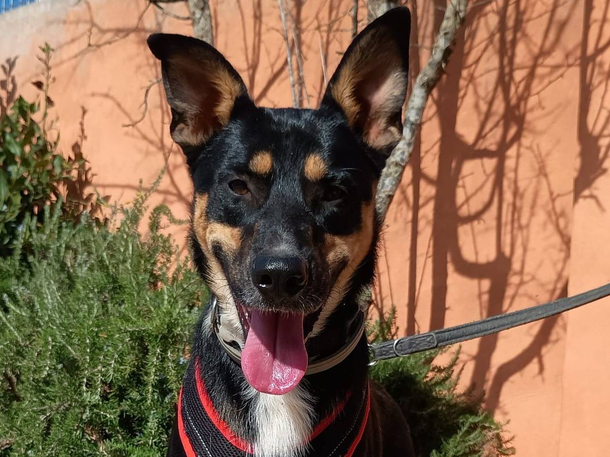 Vuoi adottare un cane a Lecce?
