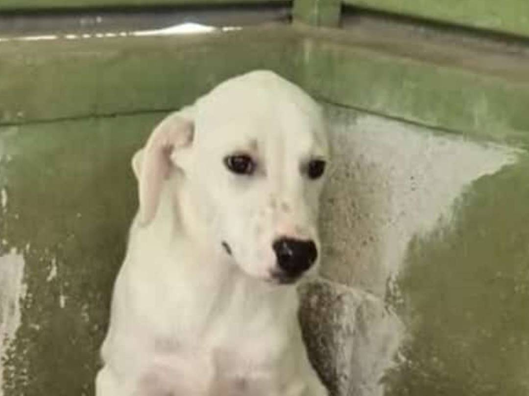 Adozione cane, maschio, Razza sconosciuta Razza sconosciuta, 7 mesi, taglia grande, Napoli