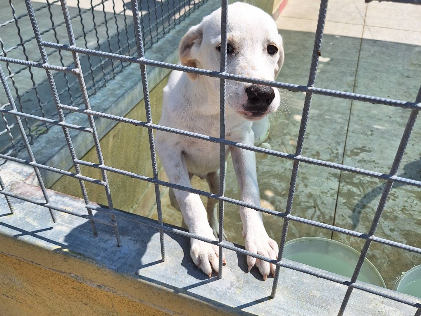 Adotta un cane, maschio, 7 mesi, Napoli