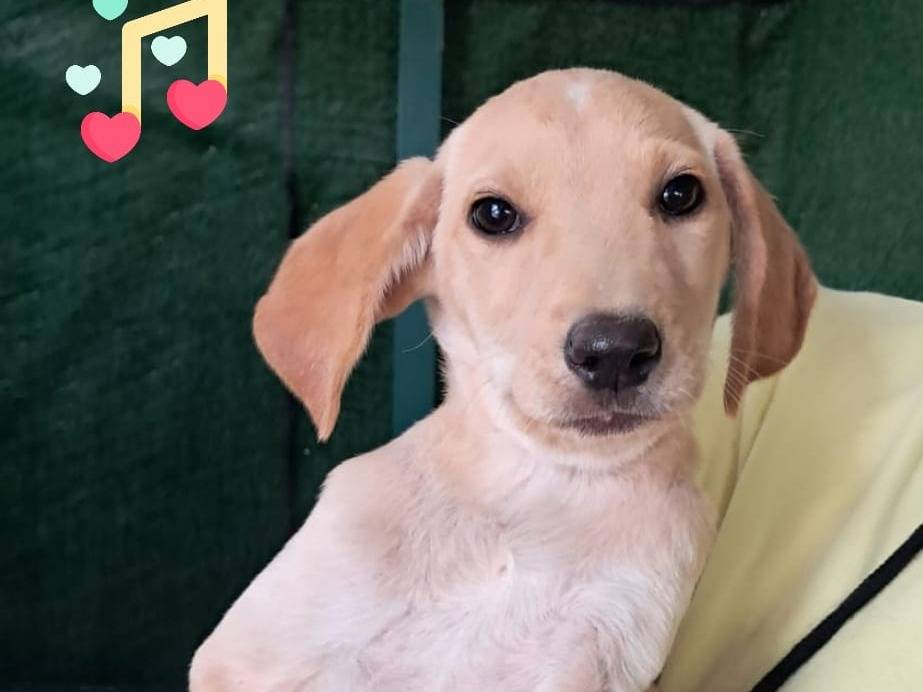 Adozione cane, femmina, Razza sconosciuta Razza sconosciuta, 4 mesi, taglia media, Padova
