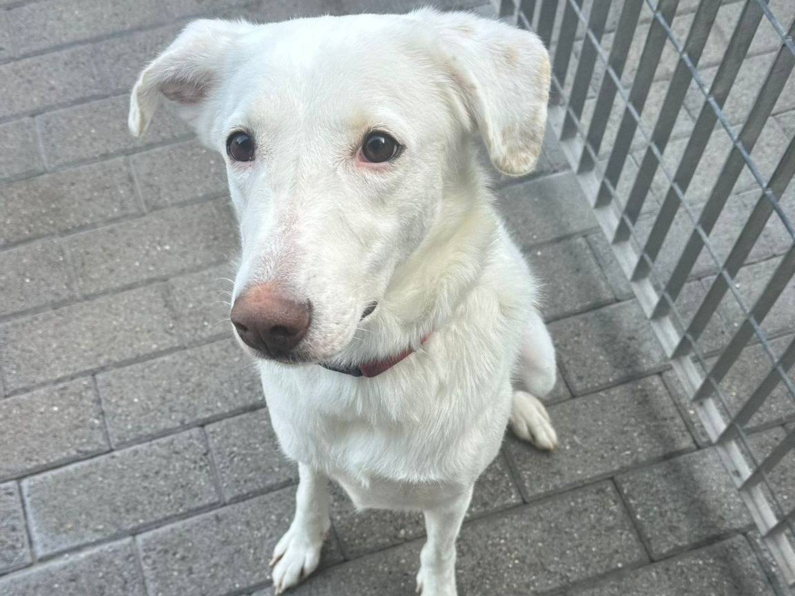 Vuoi adottare un cane a Milano?