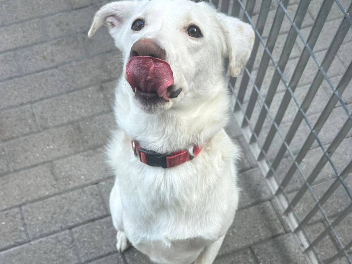 Adotta il cane GENNA a Milano