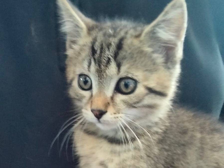 Adozione gatto, maschio, Razza sconosciuta Razza sconosciuta, 2 mesi, taglia non valida, Parma