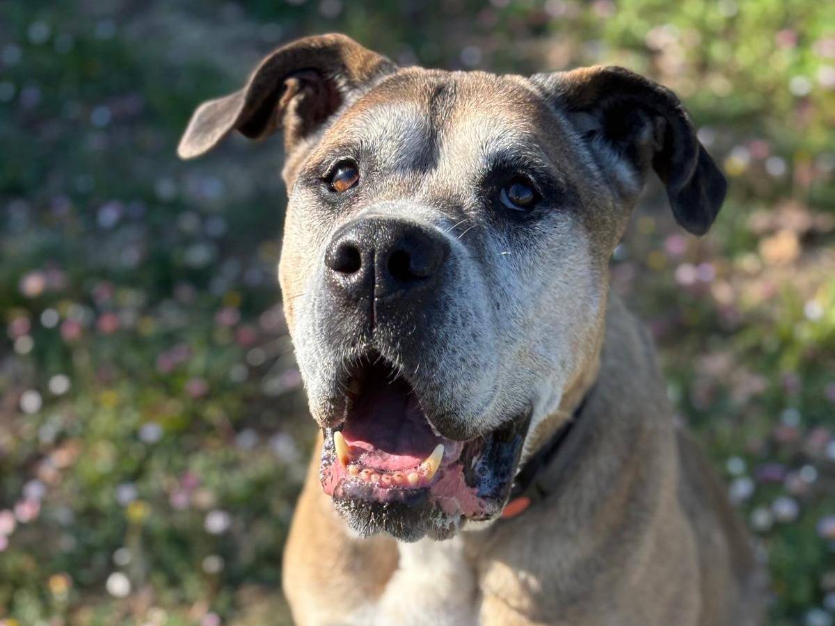 Adotta un cane, taglia gigante, maschio, Pisa