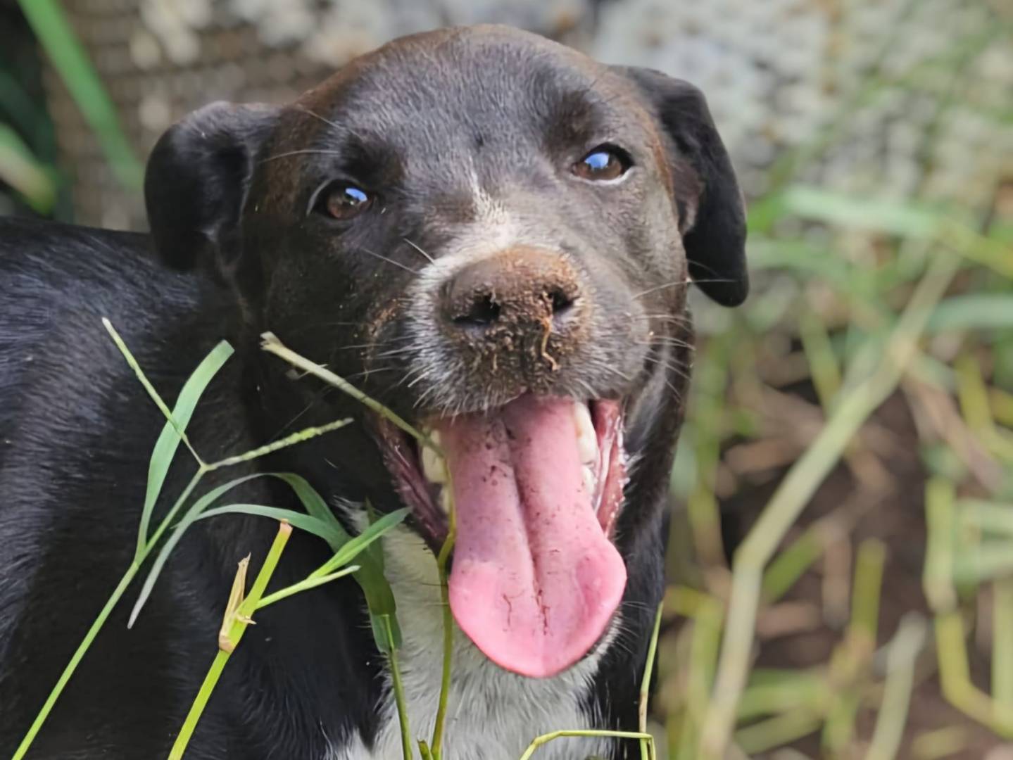 Adozione cane, maschio, Razza sconosciuta Razza sconosciuta, 7 mesi, taglia media, Varese