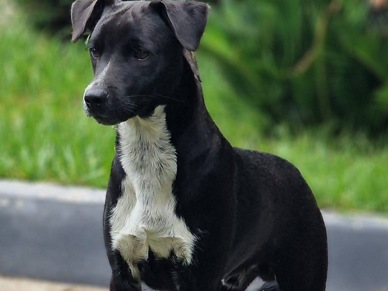 Adotta un cane, maschio, 7 mesi, Varese