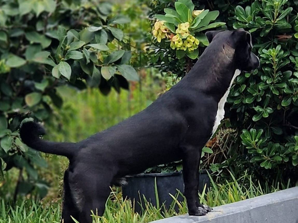 Adotta un cane, taglia media, maschio, Varese