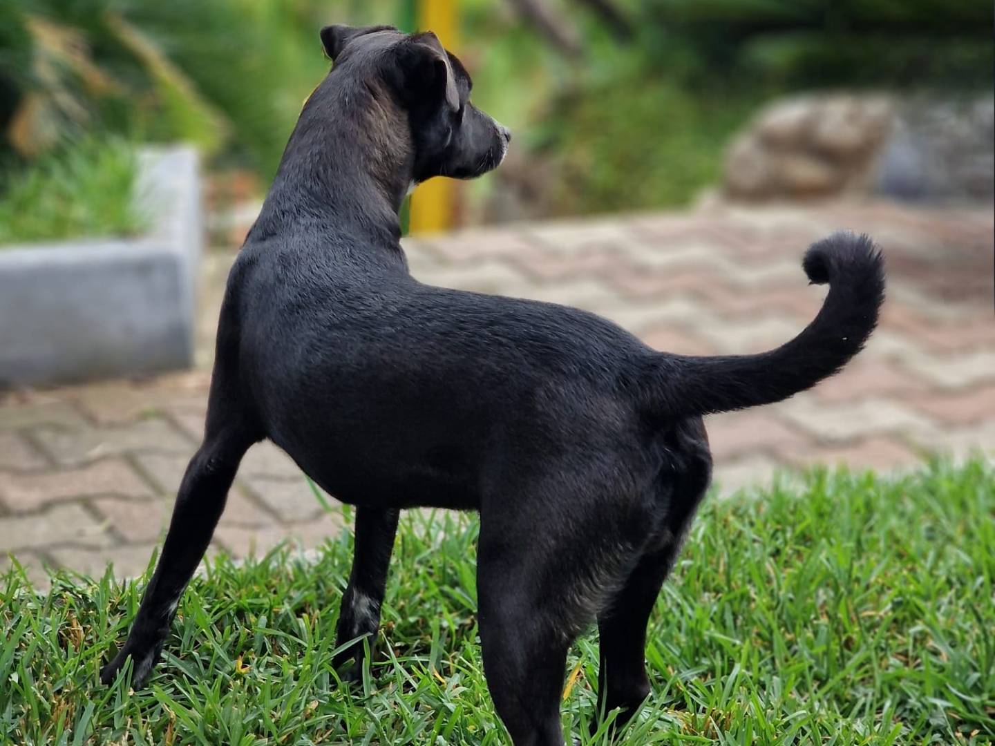 Vuoi adottare un cane a Varese?