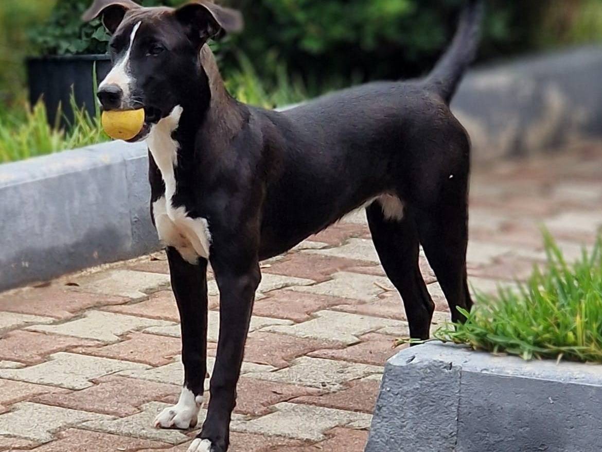 Adozione cane, femmina, Razza sconosciuta Razza sconosciuta, 7 mesi, taglia media, Varese