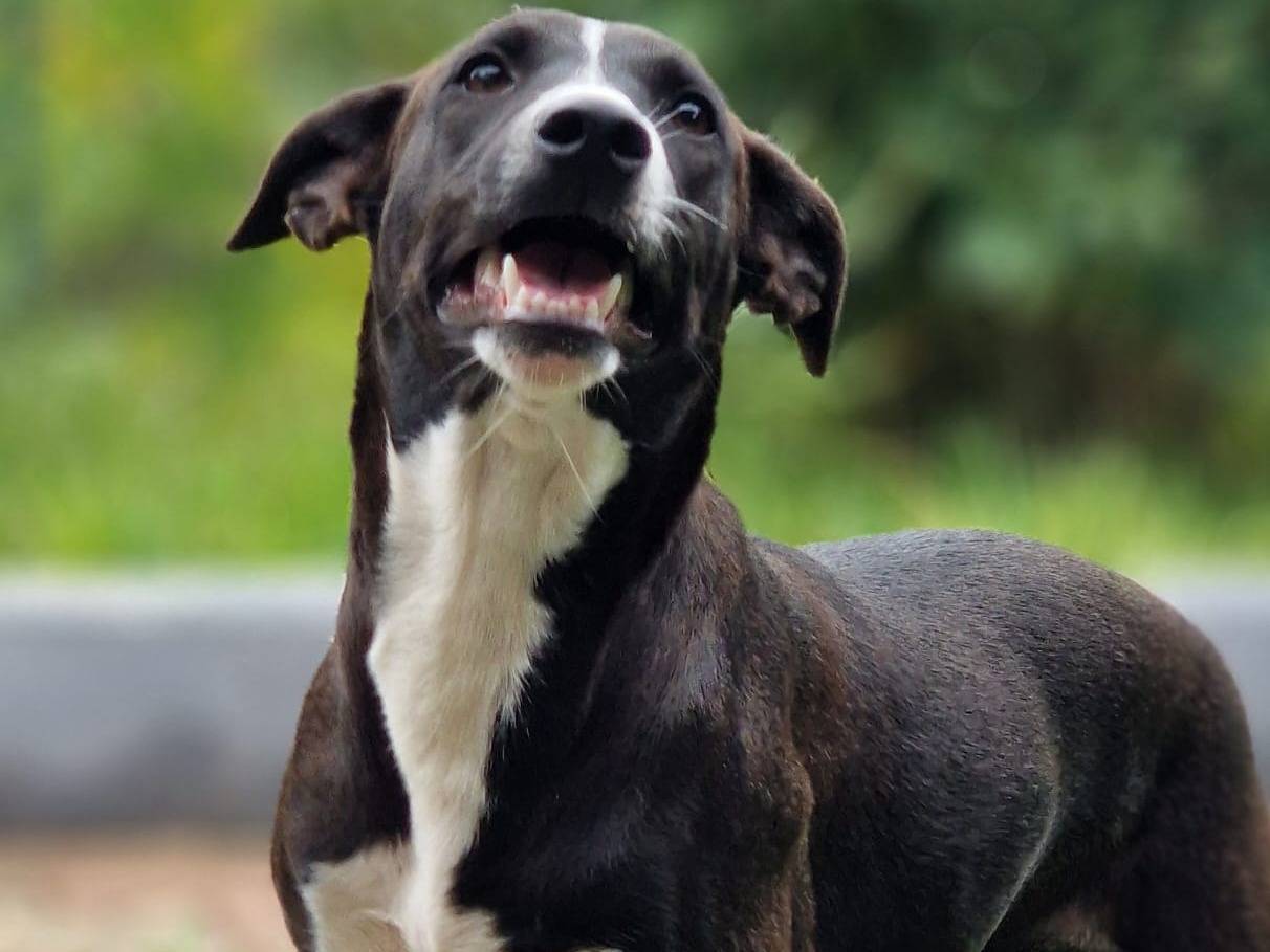 Adotta un cane, femmina, 7 mesi, Varese