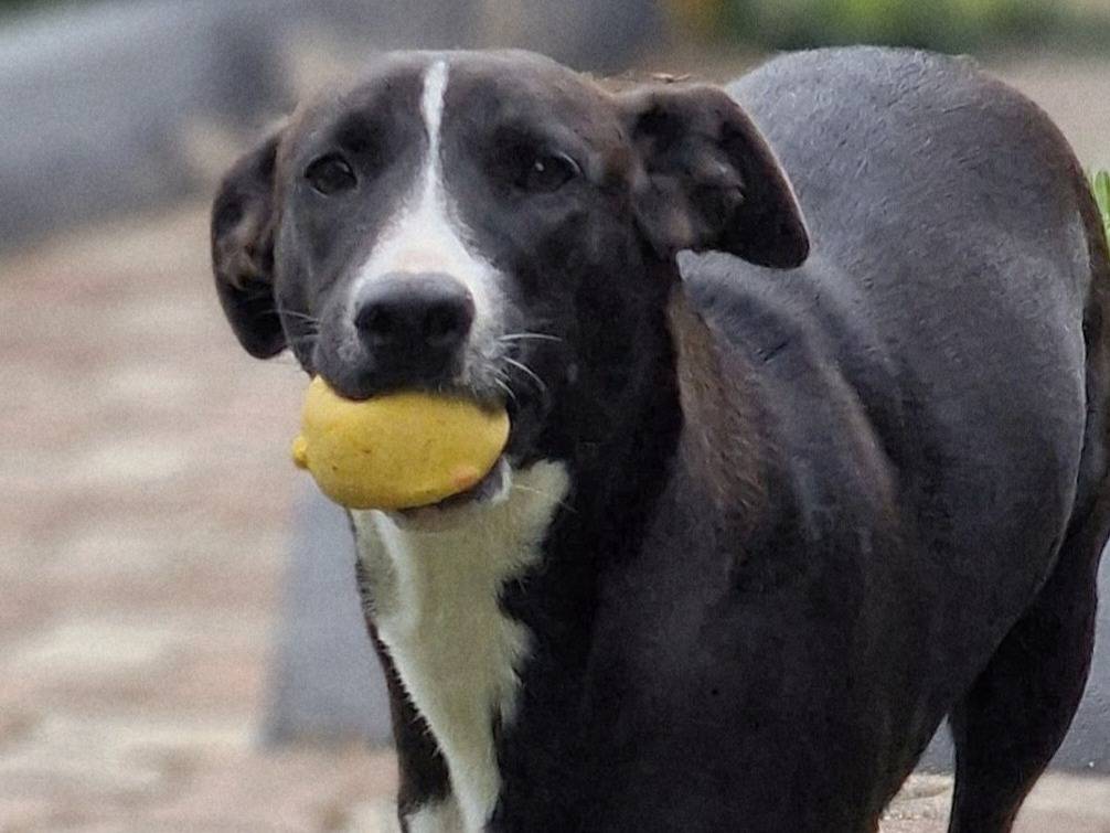 Adotta un cane, taglia media, femmina, Varese