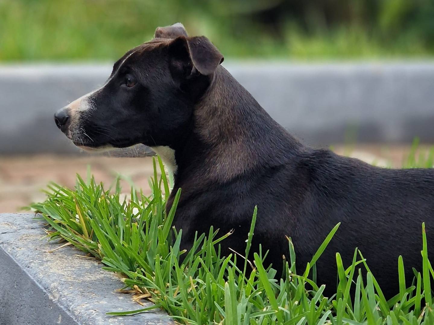 Vuoi adottare un cane a Varese?