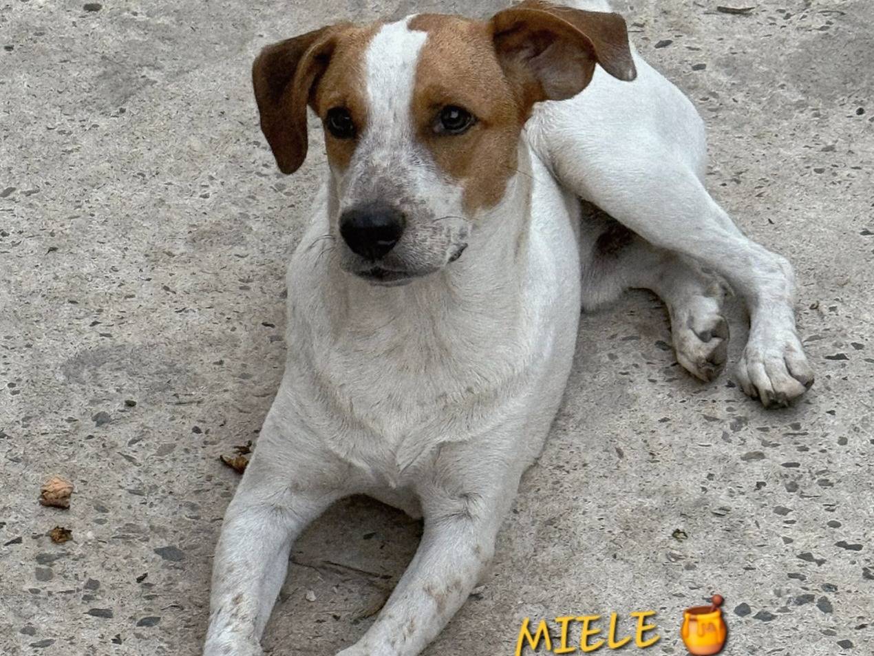 Adozione cane, maschio, Razza sconosciuta Razza sconosciuta, 7 mesi, taglia media, Varese