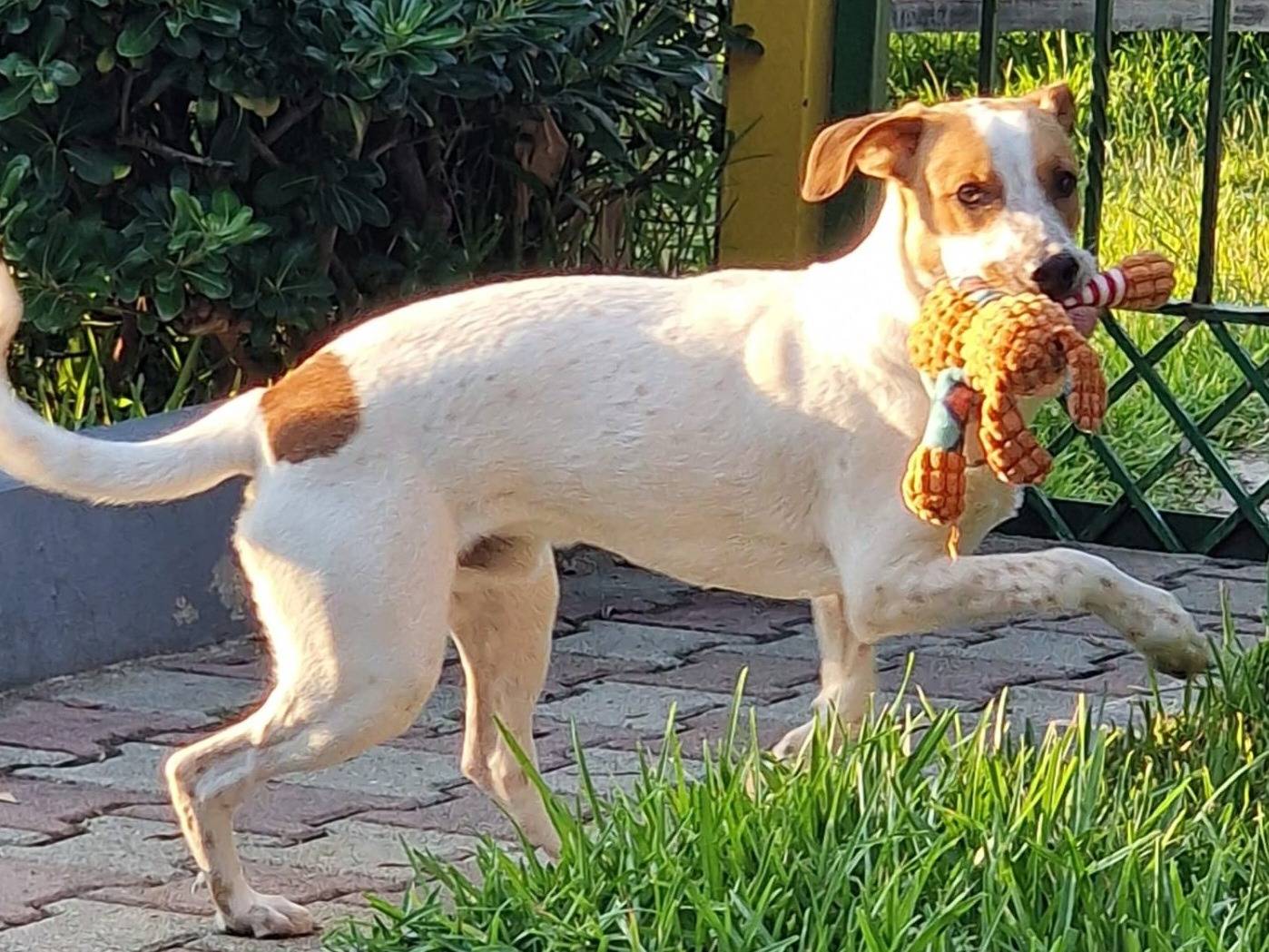 Adotta un cane, maschio, 7 mesi, Varese