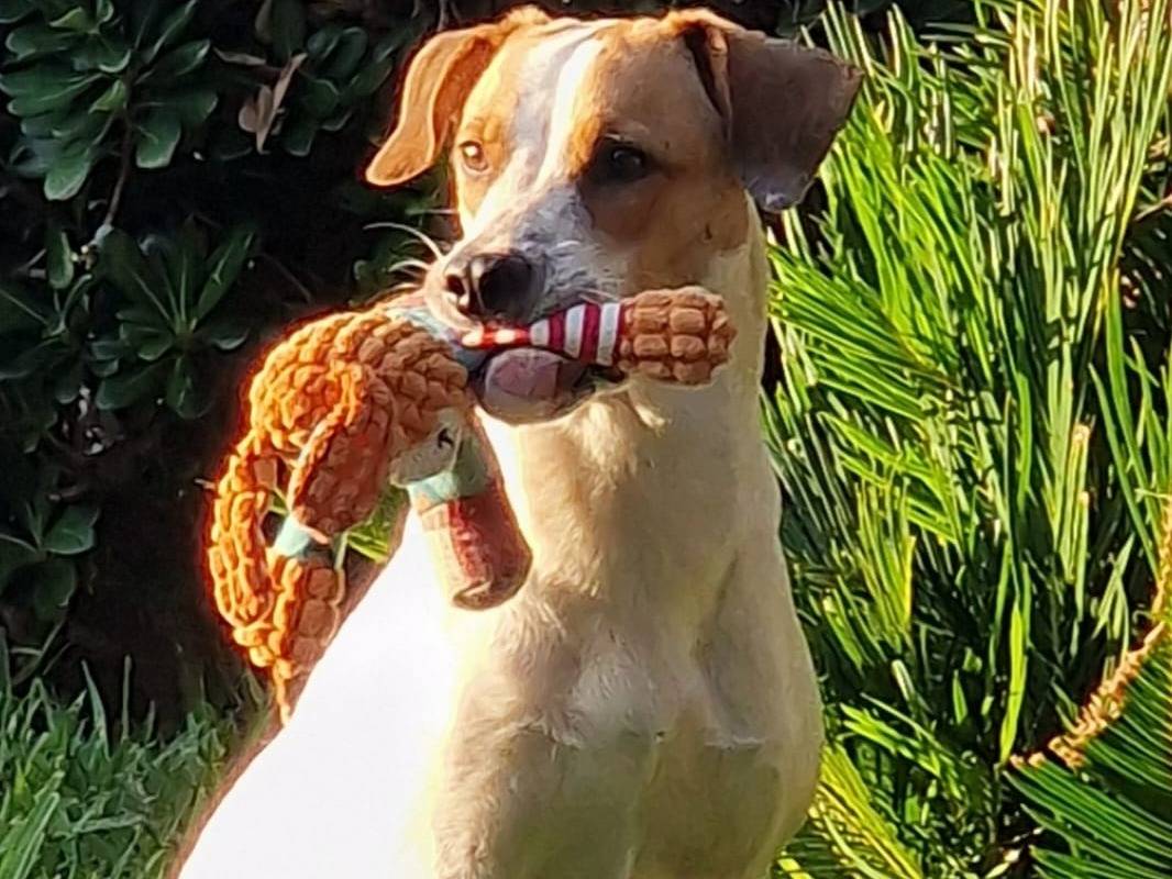 Adotta un cane, taglia media, maschio, Varese