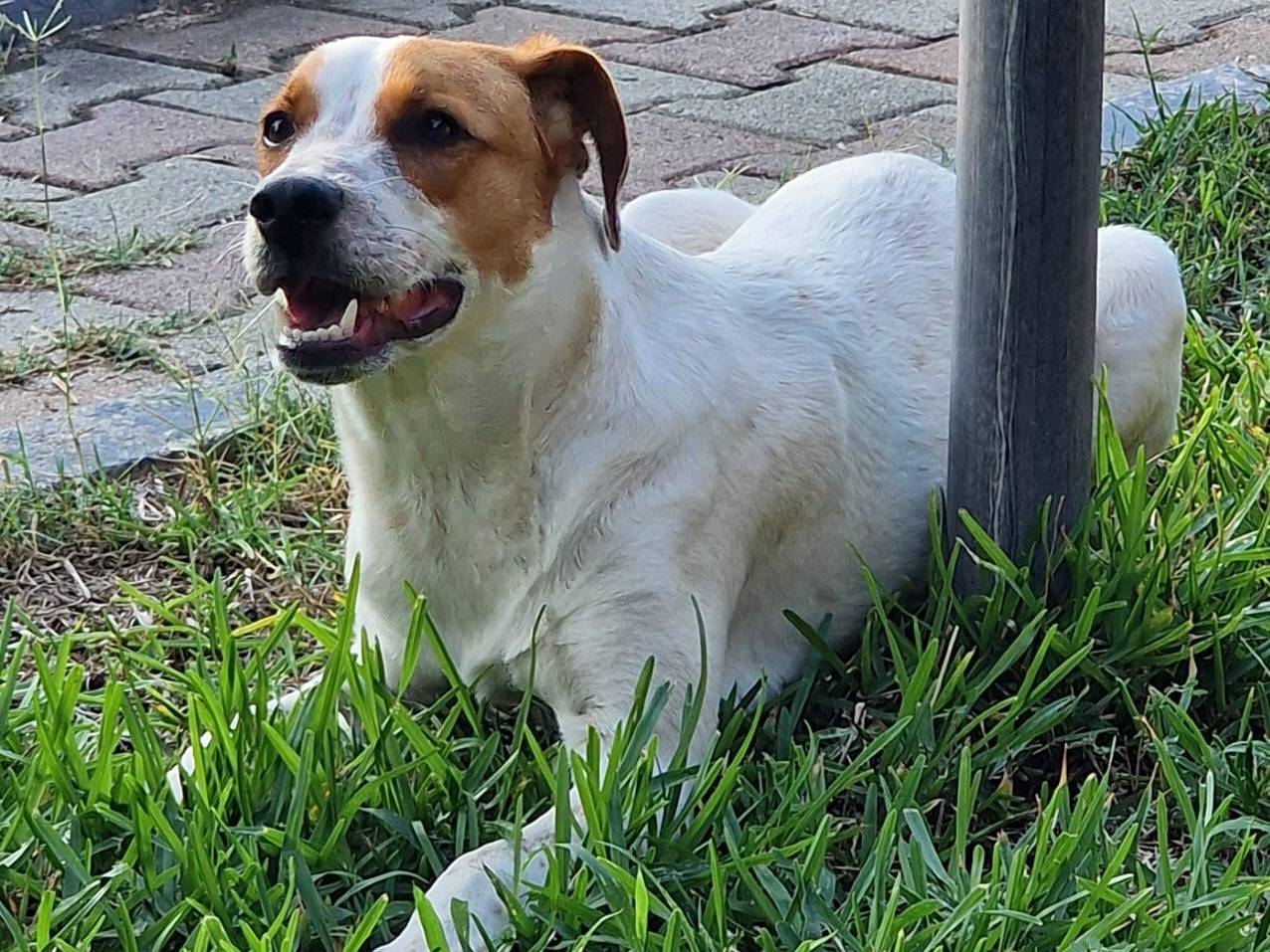 Vuoi adottare un cane a Varese?