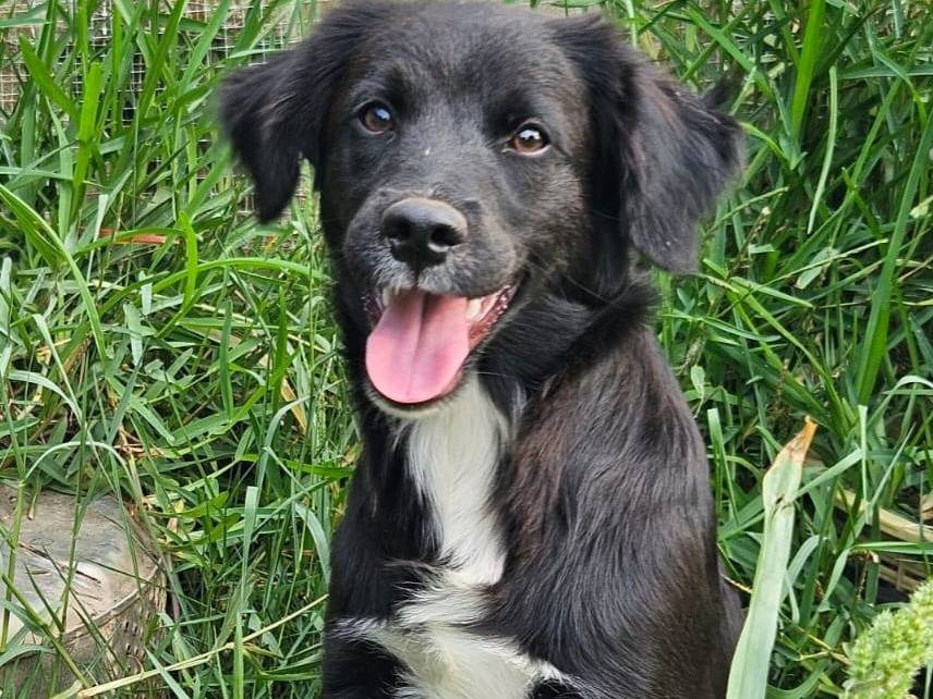 Adozione cane, maschio, Razza sconosciuta Razza sconosciuta, 7 mesi, taglia media, Varese
