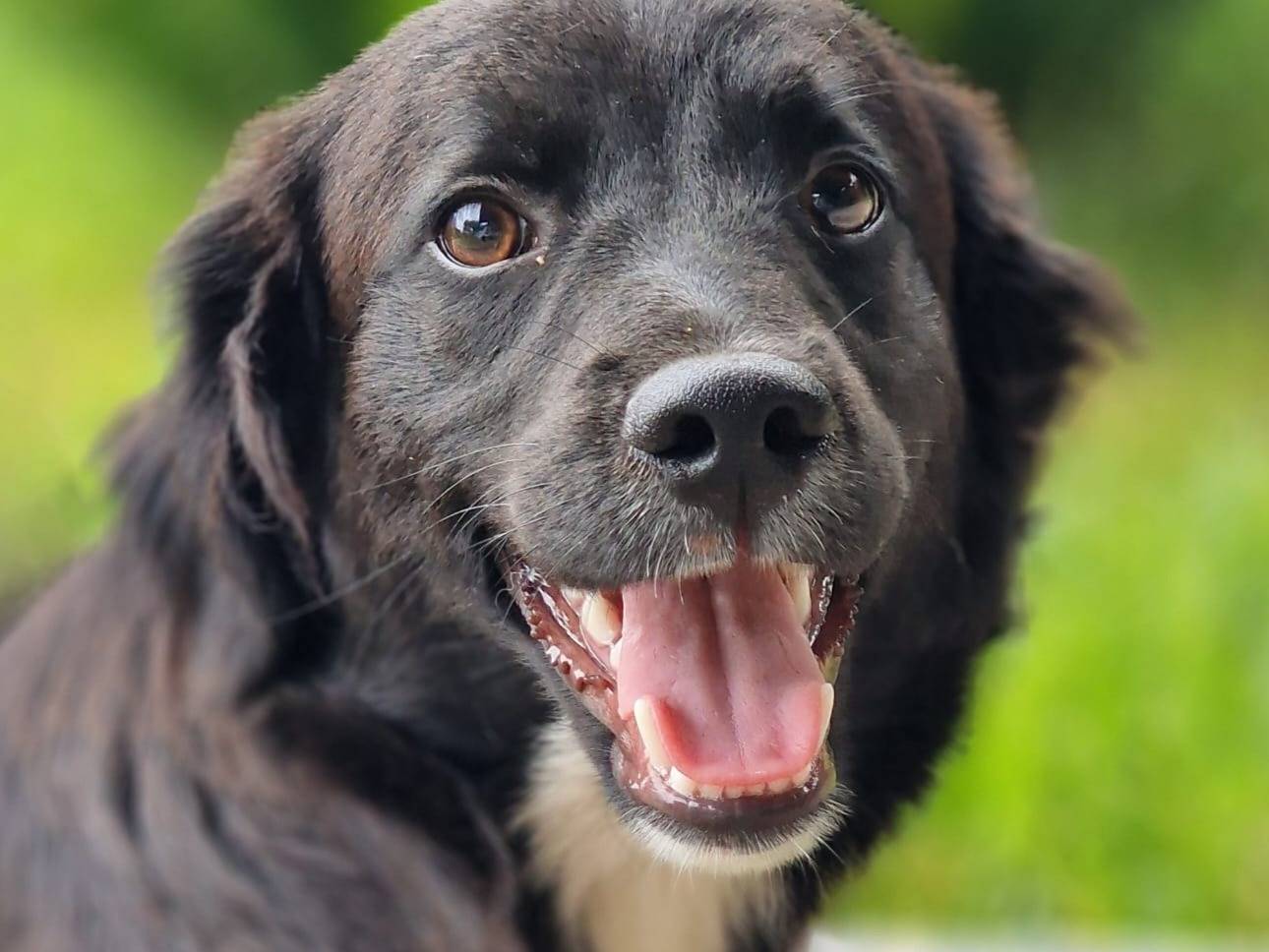 Adotta un cane, maschio, 7 mesi, Varese