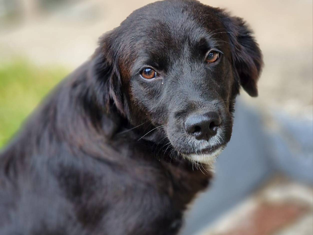 Adotta un cane, taglia media, maschio, Varese