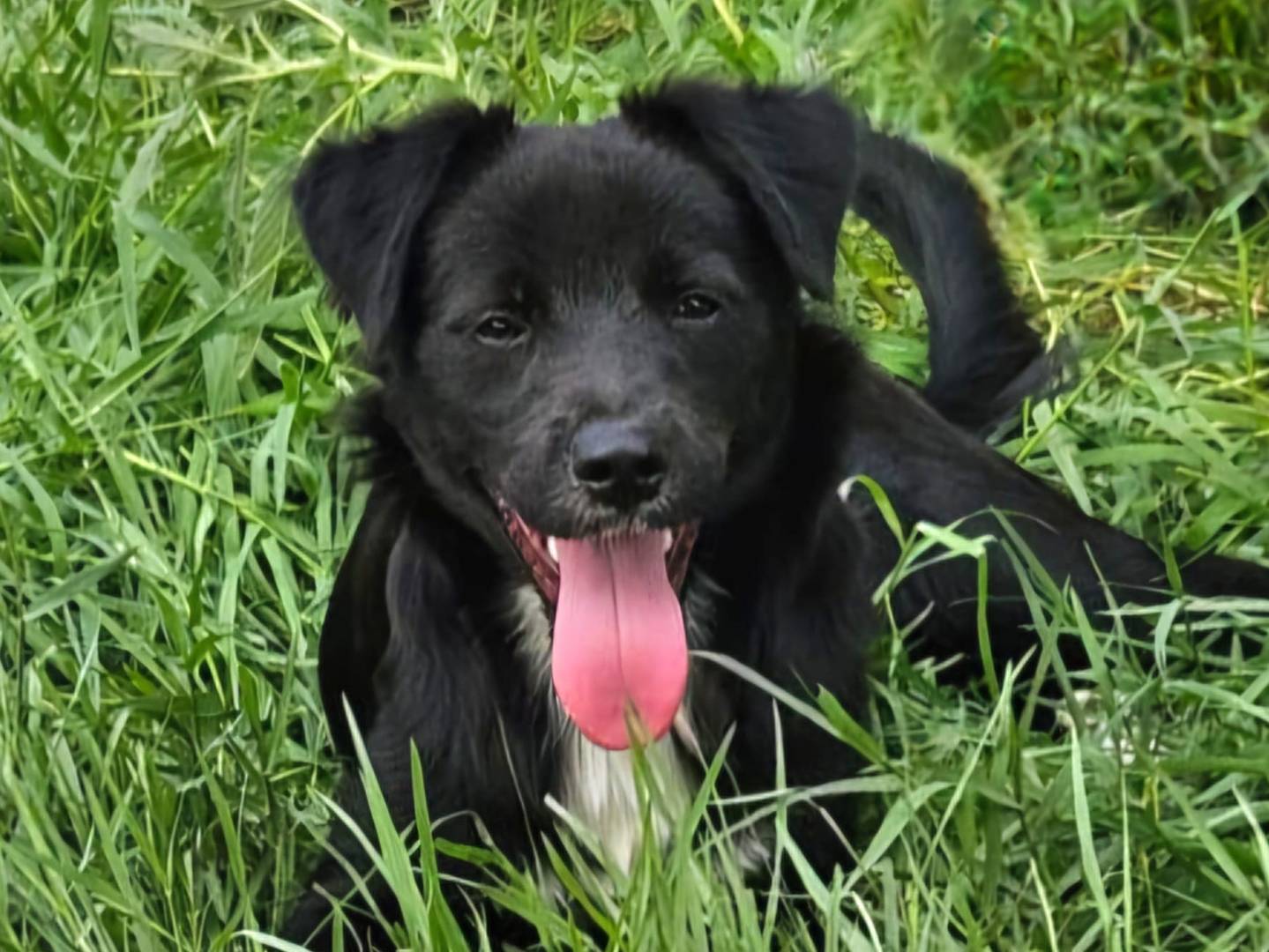 Adozione cane, maschio, Razza sconosciuta Razza sconosciuta, 7 mesi, taglia media, Varese