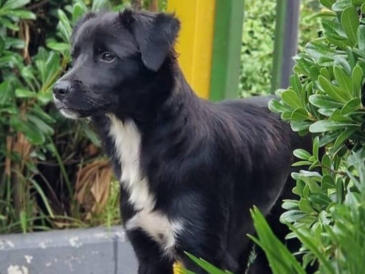 Adotta un cane, maschio, 7 mesi, Varese