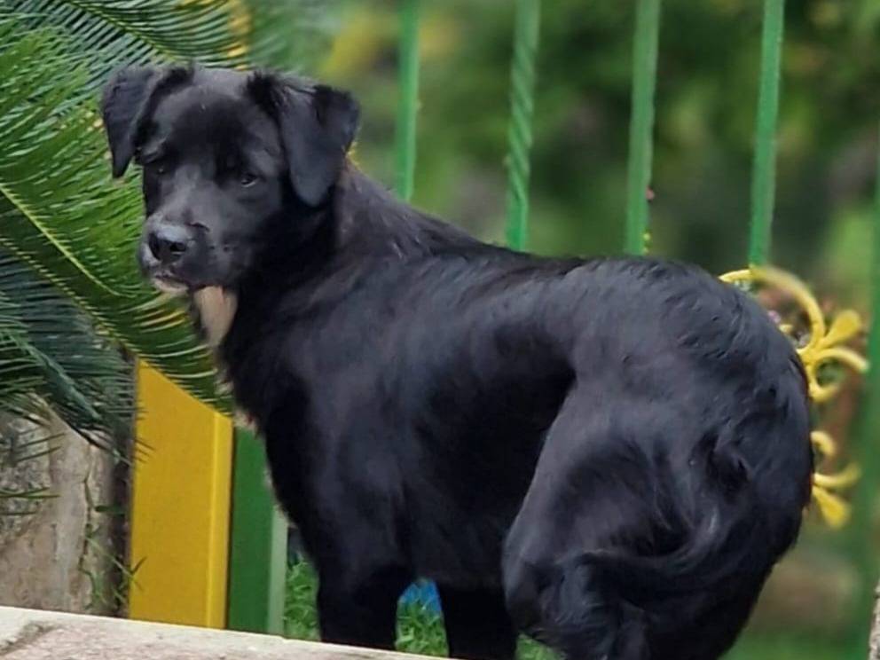 Adotta un cane, taglia media, maschio, Varese