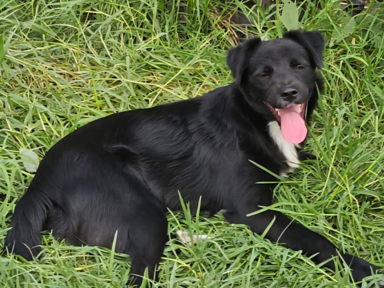 Vuoi adottare un cane a Varese?