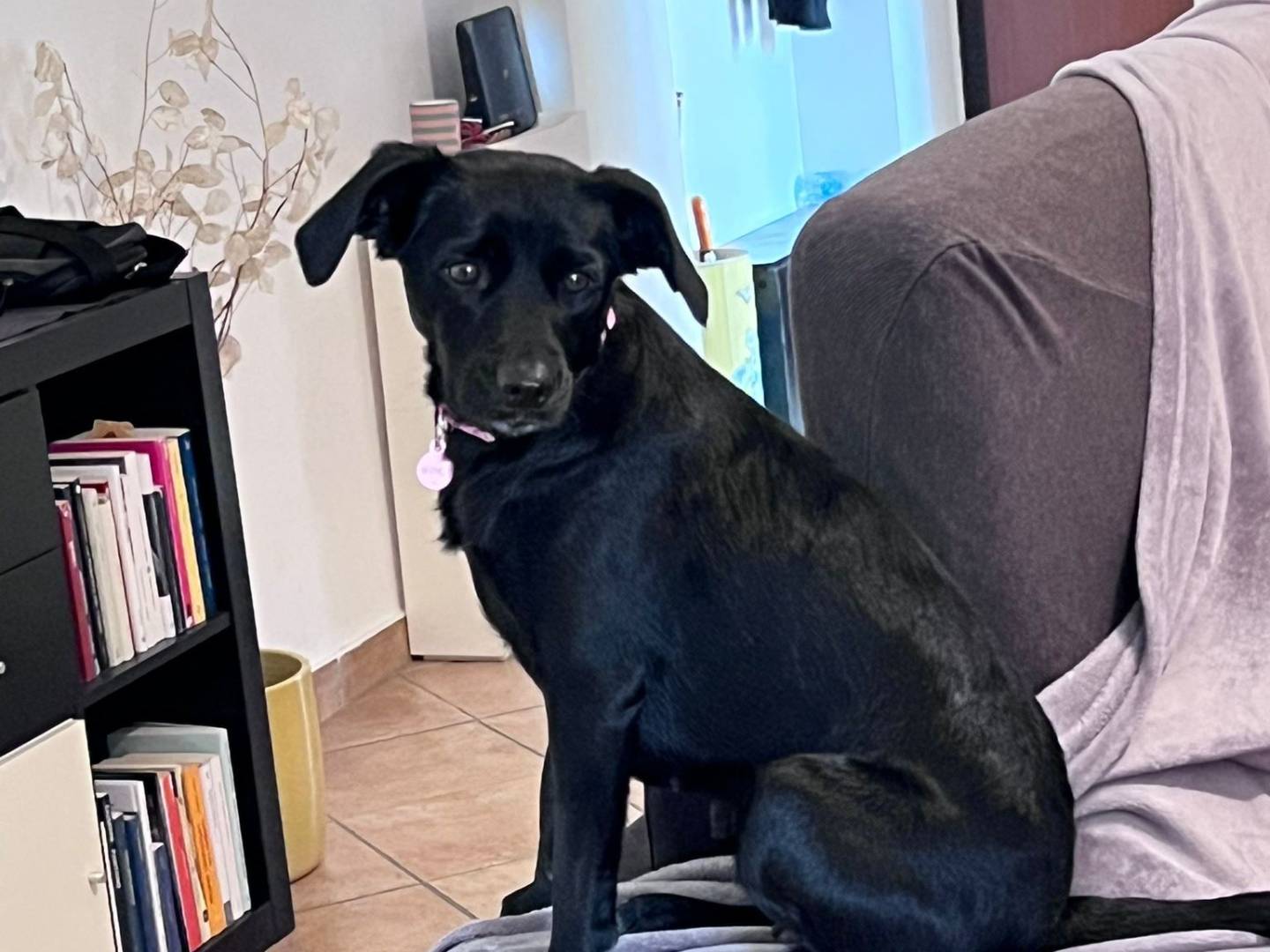 Adozione cane, femmina, Razza sconosciuta Razza sconosciuta, 2 anni, taglia piccola, Roma