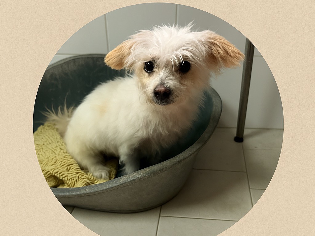 Adozione cane, femmina, Maltese Razza sconosciuta, 3 anni e 3 mesi, taglia piccola, Caserta