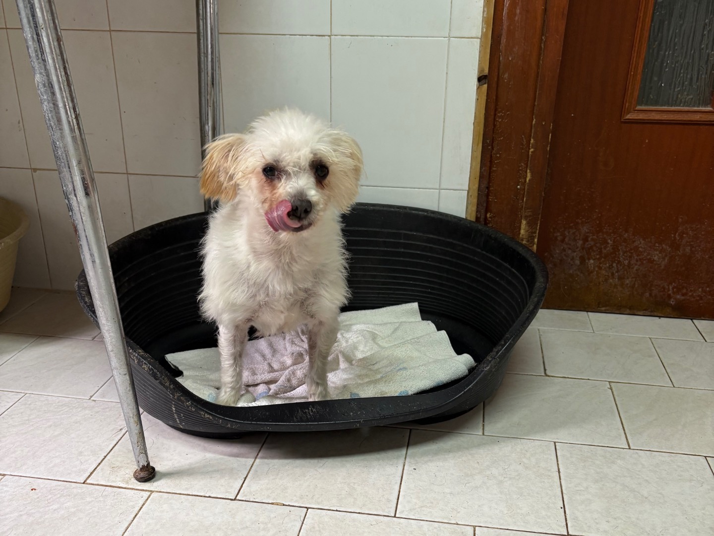 Adotta un cane, taglia piccola, femmina, Caserta