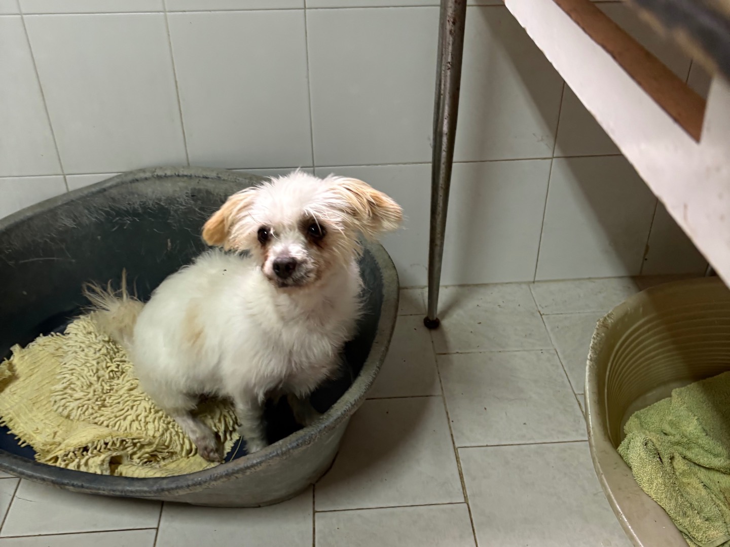 Vuoi adottare un cane a Caserta?