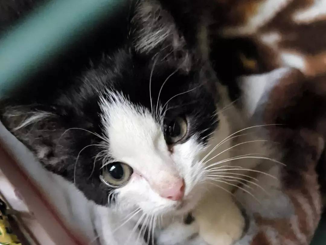 Adozione gatto, maschio, Razza sconosciuta Razza sconosciuta, 2 mesi, taglia non valida, Parma