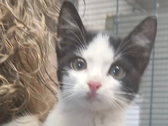 Adotta un gatto, maschio, 2 mesi, Parma