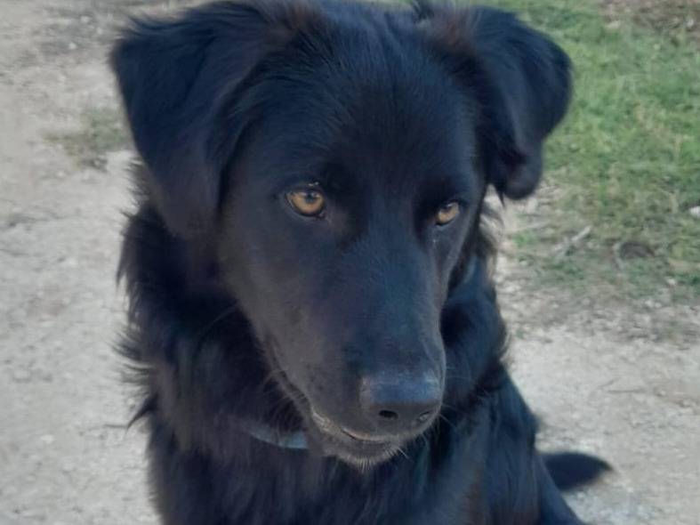 Vuoi adottare un cane a Genova?